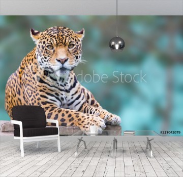 Bild på Leopard looking at camera portrait